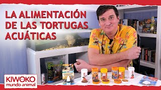 ¿Qué comen las tortugas 🐢 Alimentación de las tortugas acuáticas [upl. by Inaffit998]