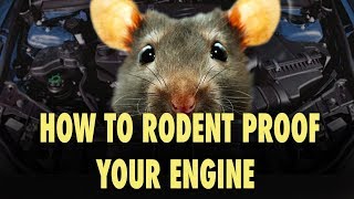 How to Rodent Proof Your Engine  The Easy Way [upl. by Yrreiht]