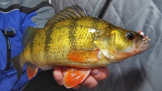 Ice Fishing JUMBO PERCH  South Dakota Timber Tigers  Jason Mitchell Outdoors [upl. by Ailuig]