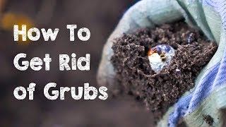 How to Get Rid of Grubs [upl. by Jessi]