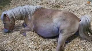 Haflinger Gestüt Meura  Fohlengeburt [upl. by Aleakam]