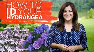 How to Identify Your Hydrangea  Garden Answer [upl. by Baseler]