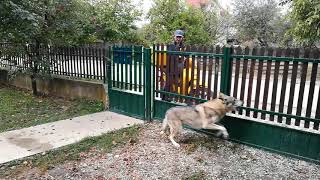 Czechoslovakian Wolfdogs Reaction When See the Postman [upl. by Alyat882]