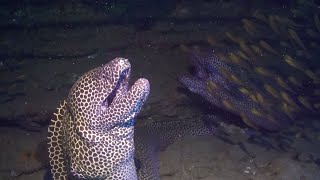 Moray Eel Launches Surprise Attack On Diver [upl. by Atteuqehs]