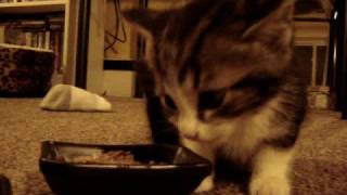 Cute Kitten says quotYUM YUM YUMquot while eating original [upl. by Rudolf]