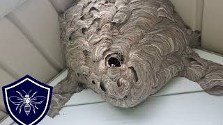 Hornet Nest Removal Downingtown PA [upl. by Allerim]