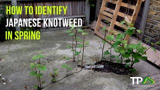 How To Identify Japanese Knotweed In The Spring [upl. by Akelam]