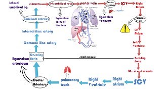 Fetal circulation [upl. by Panthia]