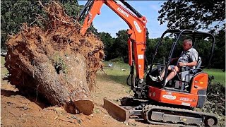 Mini Excavator vs Massive Stumps  Kubota U35 [upl. by Ardni]