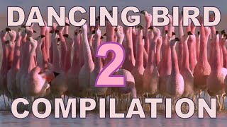 Dancing Birds Compilation Part 2 [upl. by Gage]