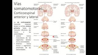 Vía Somatomotora Corticoespinal [upl. by Teloiv]