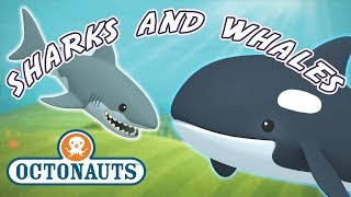 Octonauts  Whales And Sharks  Cartoons for Kids  Underwater Sea Education [upl. by Ajup]