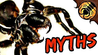 5 Funnelweb Spider MYTHS [upl. by Suoivatnom289]