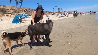 Giant Wolfdog goes to the Dog Beach [upl. by Llenahs351]