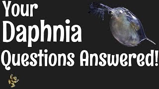 Daphnia Questions Answered [upl. by Eveivaneg286]