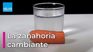 La ZANAHORIA que CAMBIA de TAMAÑO  Experimentos [upl. by Harwill]