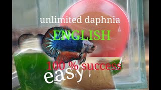 daphnia moina culture Easy way Unlimited production English  with sub Green water Chlorella [upl. by Yennej796]