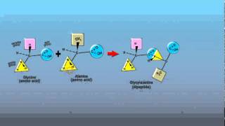 Peptide Bonds [upl. by Joleen]