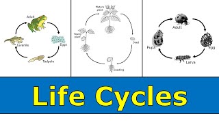 Life Cycles [upl. by Huntley]