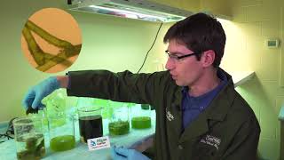 Algae Corner How to Identify Different Algae Types [upl. by Caitrin]