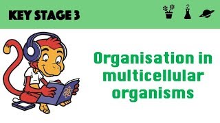 Organisation in multicellular systems [upl. by Cadmar]