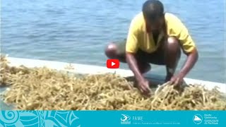 COASTAL FISHERIES TRAINING  52  Seaweed farming in Pacific Island countries [upl. by Sanborne]