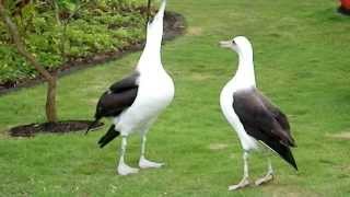 Laysan Albatross Courtship Dance [upl. by Prissy645]