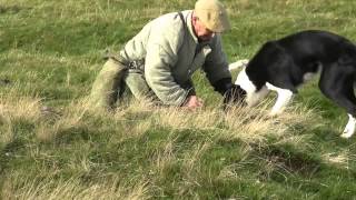 Ferreting in the Yorkshire Dales part 1 [upl. by Abehsat]