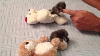 Baby Monkey Marmosets Playing [upl. by Kcyred972]