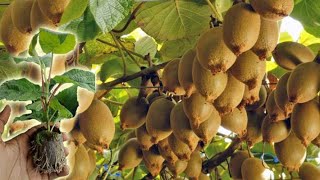 How to Grow Prune And Harvesting Kiwifruit  Gardening Tips [upl. by Miah122]