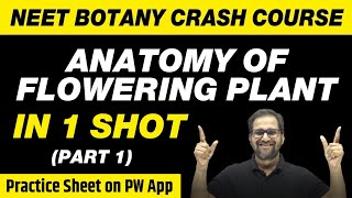 Anatomy of Flowering Plants in 1 Shot Part 1  All Theory Tricks amp PYQs  Class 11  NEET [upl. by Gall]