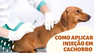 Como Aplicar Injeção Em Cachorro Melhores Tecnicas Passo a Passo [upl. by Rehprotsirhc381]