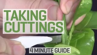 How To Take Cuttings  4 Minute Guide to Clones and Cloning [upl. by Anaujat]