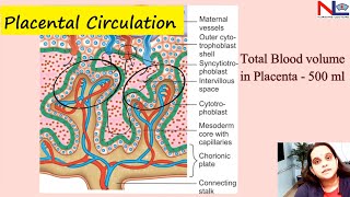 Placental circulation  Nursing Lecture [upl. by Schmitt62]