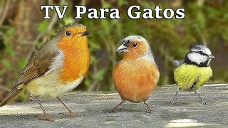 TV Para Gatos  Pájaros en Todas Partes [upl. by Circosta]