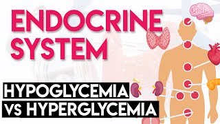 Hypoglycemia vs Hyperglycemia  Endocrine System Part 3 [upl. by Belding]