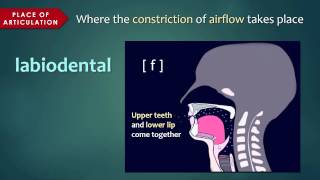 Introduction to Articulatory Phonetics Consonants [upl. by Dirtsa]