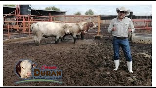 🐄 Dieta para que engordes tus vacas [upl. by Schoening]