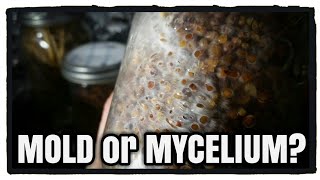 Mold or Mycelium Growing Oyster Mushrooms [upl. by Ledda396]