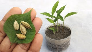 Grow cardamom from seeds  Grow Properly at home  Grow plants from seeds [upl. by Notliw]