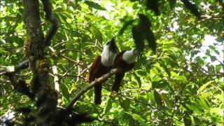 Three Wattled Bellbirds March 2016 [upl. by Mij]