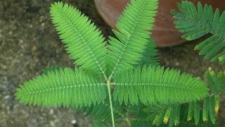 Küstüm Çiçeği Mimosa pudica [upl. by Raddi271]