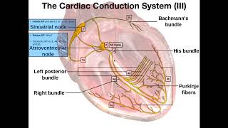 The Cardiac Conduction System [upl. by Dulcea804]