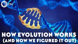 How Evolution Works And How We Figured It Out [upl. by Marybella835]