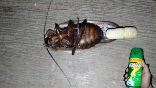 Cockroach laying egg before dying [upl. by Itteb]