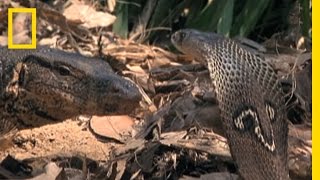 Cobra vs Monitor Lizard  National Geographic [upl. by Esilana428]