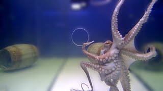 Big Octopus VS Small Holes  Incredible Squeezing Abilities [upl. by Einegue]