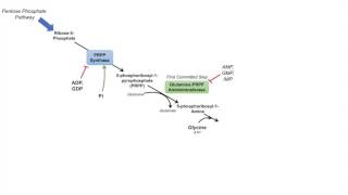 Purine Synthesis and Salvage Pathway [upl. by Rebah]