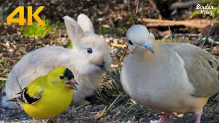 Cat and Dog TV 4K😺Baby Bunnies and Bird Friends🐦Calming Pets with Garden Birds Squirrels Pigeons [upl. by Nonad]