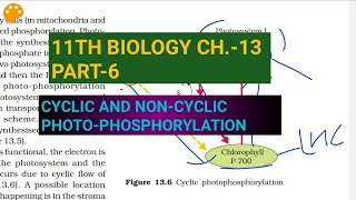 Class 11 BiologyCh13 Part6Cyclic amp noncyclic photophosphorylationStudy with Farru [upl. by Elfstan]